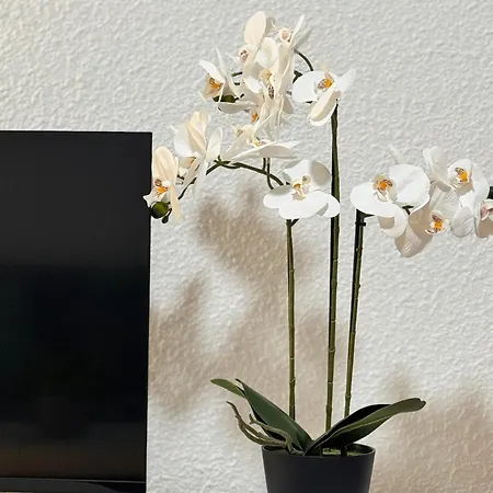 Cozy Wild Apartamento Los Cristianos (Tenerife)